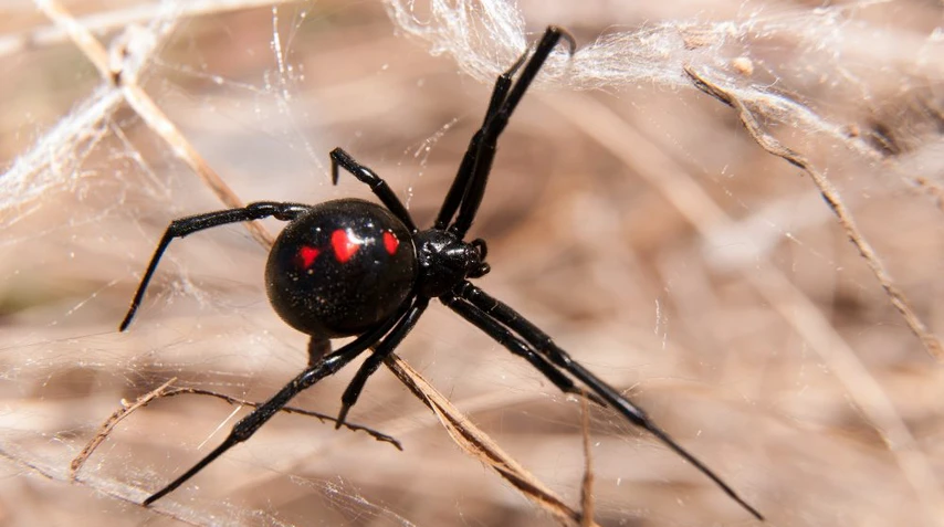 Redback